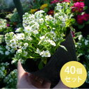 草花の苗/アリッサム:スノークリスタル3号ポット2株セット