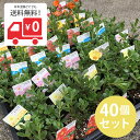 【日本国内どこでも送料無料!】ポーチュラカ カラーミックス3...