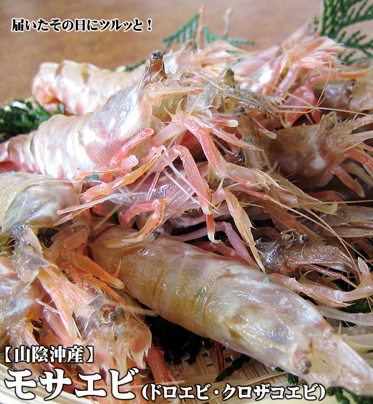 【スピード出荷】【山陰沖産】モサエビ[生] 500gセット(20-50尾程度入)