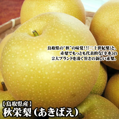 【早期予約】ご進物にオススメの《秋栄（あきばえ）》【鳥取県産】[進物用] 5kgセット(14-20玉入)【送料無料】