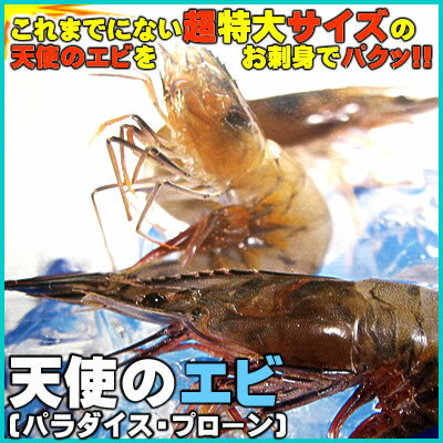 天使の海老[冷凍] 超特大1kgセット(20-30尾程度入)【送料無料】【業務・パーティー…...:syun-sakana:10004920