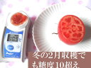 【送料無料】 糖度10以上のフルーツトマト。トマト嫌いをトマト好きに変える究極のトマト約1キログラム×2【マラソン201405_送料無料】