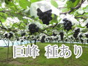 【送料無料】巨峰種有り 大人気新品種は冬越し管理した美味しい葡萄です。ぶどうの匠が作るブドウは糖度、酸味、旨みの極上の逸品です。2キログラム【楽ギフ_のし宛書】