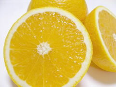 レモンみたいだけどちっとも酸っぱくない！爽やかな甘さです。【はるか2.5kg+温州蜜柑ジュース】2段セット