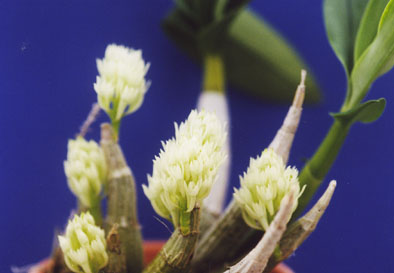 Den.ophioglossumSzekerzesǡեåƥå를