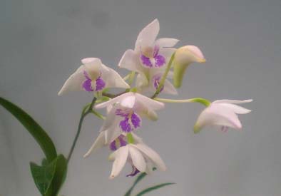 Den.kingianum v. silcockii󥮥ʥ v.륳å