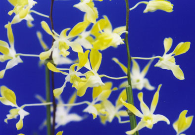 Den.Gloucester Charm Kamiyaǡ 㡼 ƥߥ