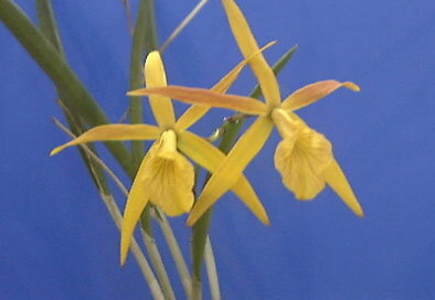 Bc. Richard MullerGold Starǥ֥饽ȥ쥢㡼ɡߥ塼顼ƥɥ