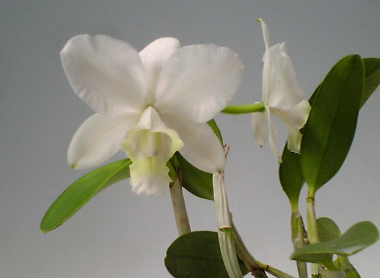 Cattleya Heathii albaTaidaǥȥ쥢ҡСƥ
