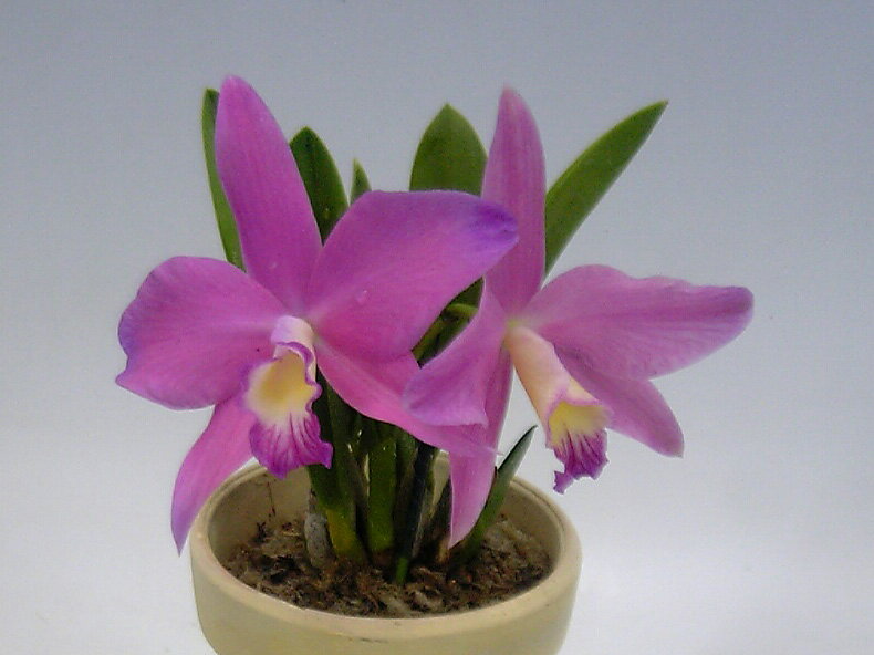 Sl.Isabel Stoneեꥢ٥륹ȡ