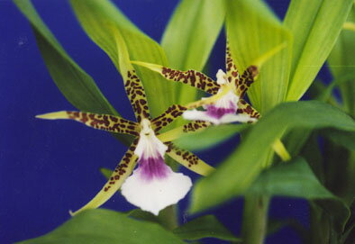 ѥʡAspasia lunata