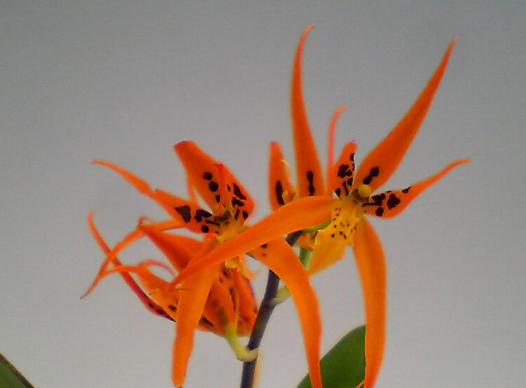 ֥å󥸥ǥ饤ȡƥ٥å󥸡Brassiada Orange DelightStar Beck Orange