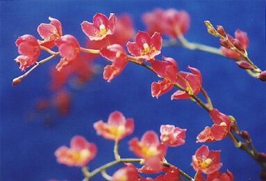 ۡ顡ХСȡƥץʥˡHwara.Lava BurstPuanani