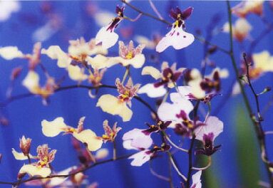 Υץȥꥭꥪǥx󥷥塼ࡡե쥭Ionopsis utricularioides x Onc.flexiosum