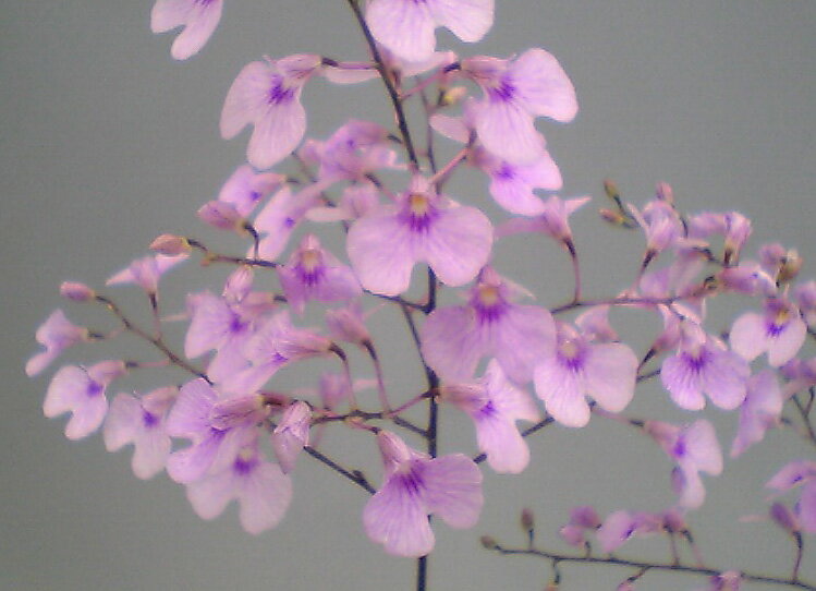 Υץȥꥭꥪǥionopsis utricularioides