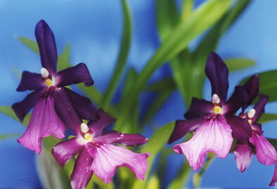 ߥȥ˥ڥӥꥹMilt.spectabilis var. moreliana