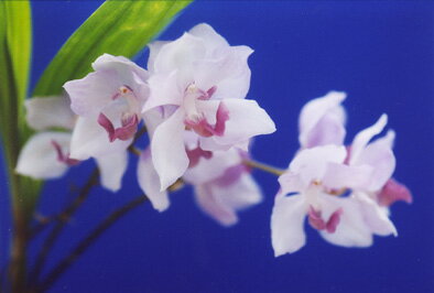 アガニシア サイネアAgns.cyanea (=Acacallis)【花なし株】