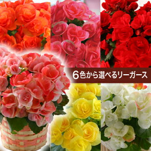 【送料無料】6色から選べるリーガース鉢植6色からシーンに合わせて花色が選べます♪花言葉は「幸福な日々」です。