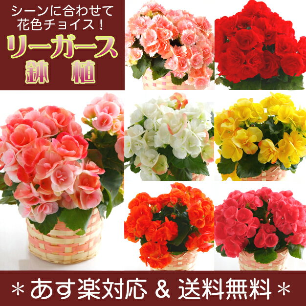 【送料無料 あす楽】 リーガース 鉢植え 花ギフト 【楽ギフ_メッセ】【RCP】 プレゼン…...:087gift:10000139