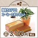 【遅れて父の日2017】【送料無料】コーヒーの木と珈琲カステラのセット 観葉植物 鉢植え 【楽ギフ_メッセ】【RCP】