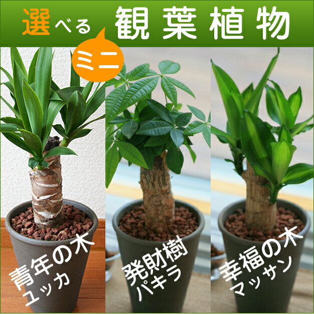 【送料無料】選べる ミニ 観葉植物 4号 陶器鉢 幸福の木 マッサン 発財樹 パキラ 青年…...:087gift:10000038