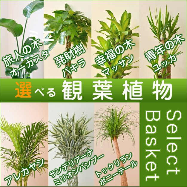 【送料無料】 選べる観葉植物 7号鉢 発財樹 パキラ 幸福の木 マッサン 青年の木 ユッカ…...:087gift:10000033