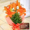ピクシー百合(オレンジ)昨年大人気の珍しいオレンジの百合♪妖精のような可愛いお花です♪