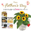 父の日 ギフト プレゼント 花とスイーツ グルメ セット 花 ひまわり 鉢植え 4種から選べるグルメ 文明堂 カステラ 糸末 ラーメン バームクーヘン お茶漬け 東北~関西送料無料 父の日プレゼント 鉢花 花鉢