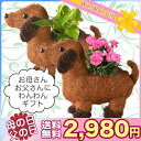 父の日 母の日 わんわん ギフト 鉢植え 観葉植物 父の日ギ...