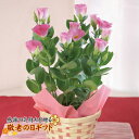 トルコキキョウ5号鉢植えトルコキキョウの花言葉は「深い思いやり」です。日頃の感謝の気持ちを込めて贈るお花のギフト♪