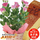 まだ間に合う！トルコキキョウ鉢植と金箔カステラのセットトルコキキョウの花言葉は「深い思いやり」です。老舗菓子店「蛸屋」の敬老の日限定カステラのセット♪