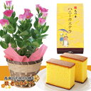 【敬老の日ギフト送料無料】トルコキキョウ(ピンク)と文明堂カステラのセット【お届9/13‐9/16】