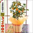 金柑 鉢植え 果樹 送料無料 【花 花鉢 鉢花 生