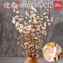 啓翁桜 さくら 桜 20本 花束 切花 生花 サクラ 花 フラワーギフト 正月 迎春 お正月 お歳暮 誕生日 お祝い プレゼント お花見