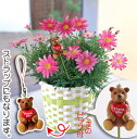 【送料無料】マーガレット鉢植とくまさんピック 鉢植え 花ギフト 【楽ギフ_メッセ】【RCP】 バレンタイン ホワイトデー 愛妻の日 卒業祝い 卒園祝い 卒業 卒園 就職祝い