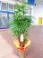 棕櫚竹　かご付　高さ170cm　18000円税込