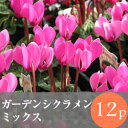 ◎◎ガーデンシクラメン 花苗 12ポットミックス ◎◎ガーデンシクラメン 花苗 12ポットミックス