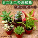 ミニミニ多肉植物（お任せ6ポットアソート）3cmポット