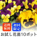 (予約)【初回限定 送料無料】お試し ビオラ OR パンジー 花苗 10ポットミックス