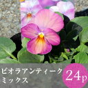 (予約)★★ビオラ アンティーク カラー 花苗 24ポットミックス