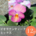 (予約)◎◎ビオラ アンティーク カラー 花苗 12ポットミックス
