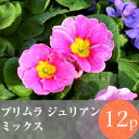 (予約)◎◎プリムラ ジュリアン 花苗 12ポットミックス