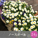 なごみ クリサンセマム ノースポール 花苗 24ポット...