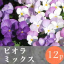 (予約)◎◎ビオラ 花苗 12ポットミックス