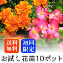 【初回限定 送料無料】お試し 春〜夏の花苗 10ポットミックス