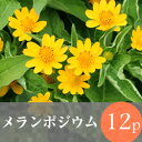 ◎◎メランポジウム 花苗 12ポット