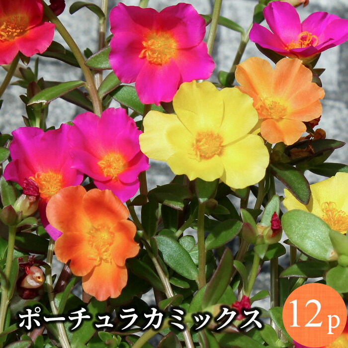 <strong>ポーチュラカ</strong> 12ポットミックス 花<strong>苗</strong> セット[夏<strong>苗</strong>一年草]