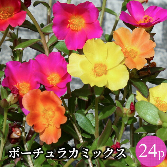 <strong>ポーチュラカ</strong> 24ポットミックス 花<strong>苗</strong>セット[夏<strong>苗</strong>一年草]