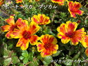 ゲブラナガトヨ育種 ポーチュラカ マジカル 3号 花苗...