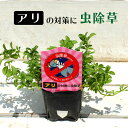 アリの虫除けに 虫除草 虫除けハーブ 3号